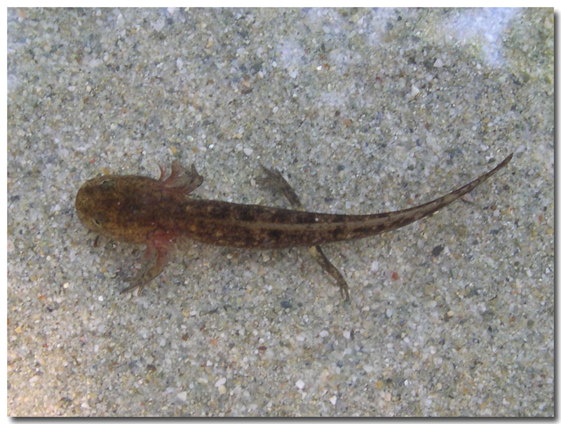 Larva di Salamandra salamandra salamandra